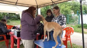 Специализированная выставка НКП УИППЕТ ранга ПК. 03.06.17. Суки. Класс Рабочий.