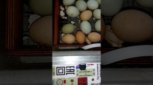 Инкубации не удалась, высокая влажность при инкубировании.