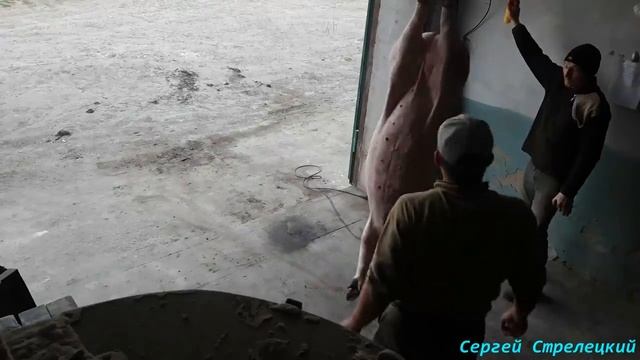Забой свиней в домашних условиях! Электрооглушение! смотреть онлайн