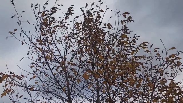 25 ноября народный праздник ИВАН МИЛОСТИВЫЙ . МОРЕНА.. ЧТО НЕЛЬЗЯ ДЕЛАТЬ..народные приметы и поверь