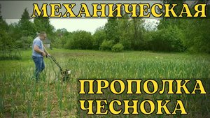 Механическая прополка чеснока культиватором Champion GC252
