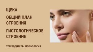 Щека. Общий план строения. Гистологическое строение