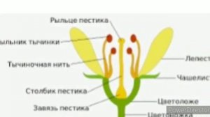 Биология 6-класс. Гүлдүү өсүмдүктөрдүн репродуктивдүү органдары.