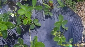 БОМБА для   Клубники подкормка  Йодом после цветения.