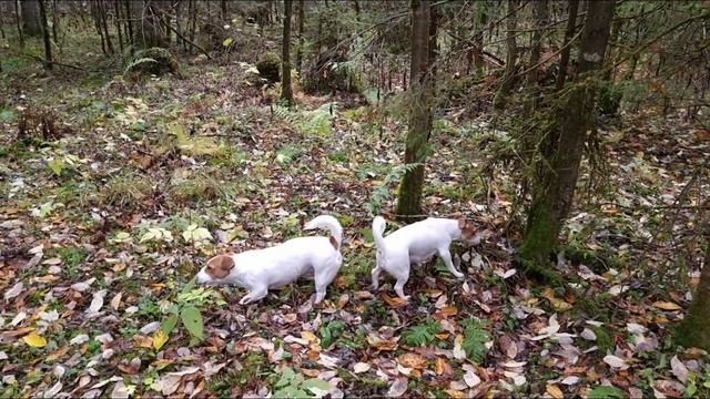ЧТО НУЖНО ЗНАТЬ ДЛЯ УЧАСТИЯ В ВЫСТАВКЕ? ПОДГОТОВКА. смотреть онлайн