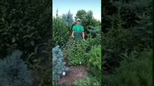 Как обрезать вейгелу