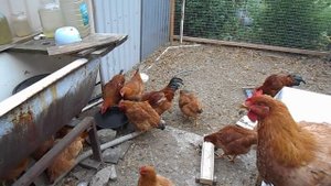 мясо яичные куры фокси чик