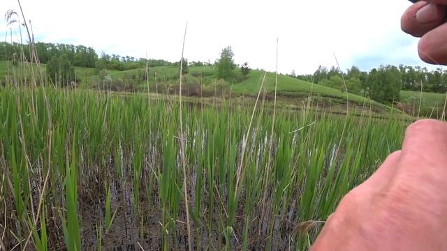 Крупный Карась на боковой кивок в гуще тростника 2020. смотреть онлайн