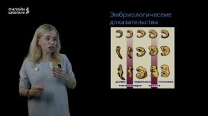 Макроэволюция. Видеоурок 7. Биология 11 класс