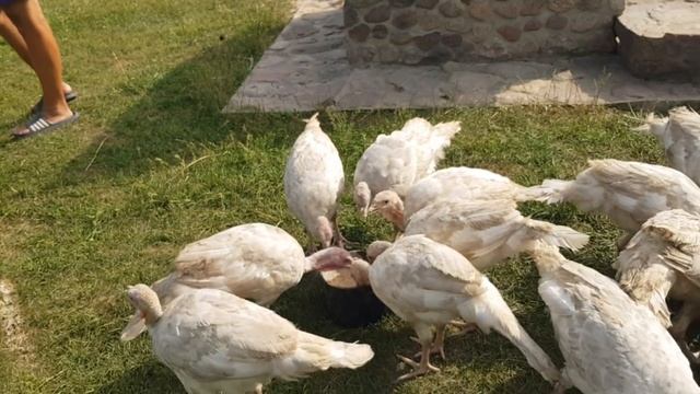 Жизнь продолжается . Заливаем фундамент . Пострадал индюк и на этот раз обвинили Дика . смотреть онлайн