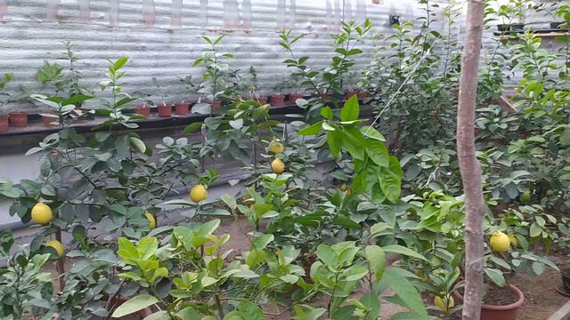 Лимон з плодами відправляємо🍋 смотреть онлайн