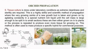 ORCHID CULTIVATION