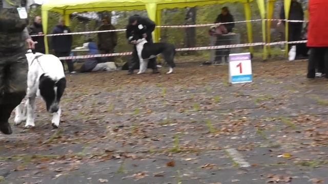 Монопородная выставка САО в г. Александров (13.10.12) смотреть онлайн