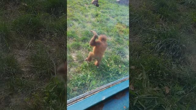 Ребенок покоривший сердца всех! смотреть онлайн