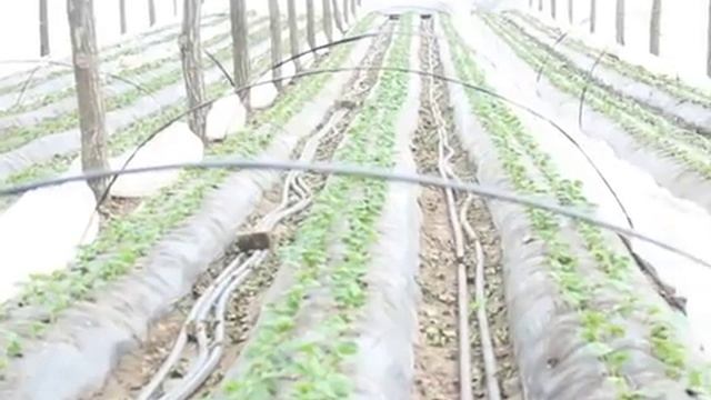 Клубника в теплице .ОТОПЛЕНИЕ. КАК ускорить рост . 9.03. 2018 смотреть онлайн