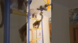 Смешные кошки - акробатки