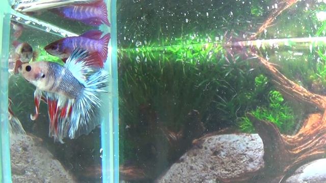 Хочу аквариум Что нужно знать смотреть онлайн