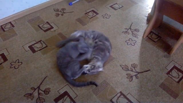 Maine Coon,мейн кун,British cat,британский кот.