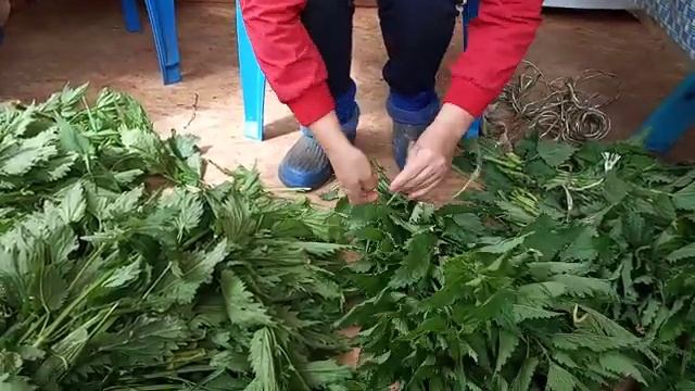 Готовим веники для коз смотреть онлайн