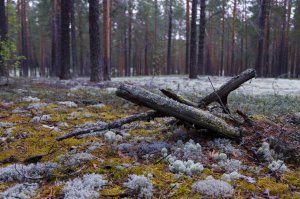 Карбоновые полигоны как эффективный инструмент оценки потенциала депонирования углерода