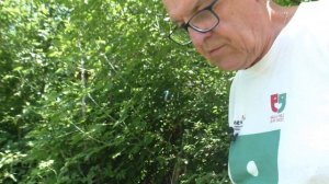 Как собрать ПРОПОЛИС -  этот ценный продукт пчеловодства