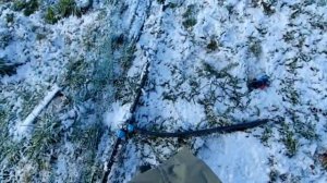 Голубика в контейнерах