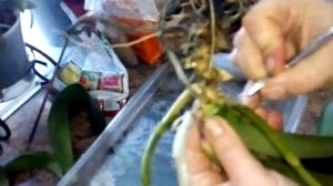 Бактериоз или мокрая гниль на орхидеи