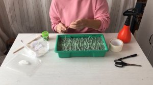 Посев перца на рассаду на туалетной бумаге