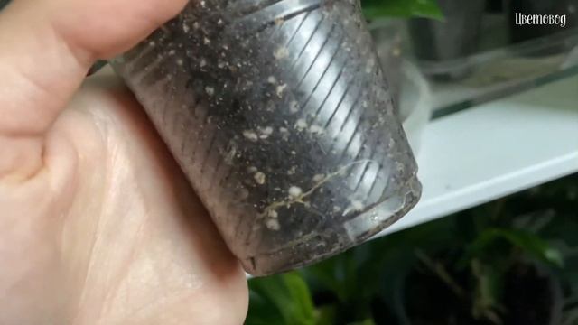 Расцвёл зигопеталлум. Гуляем по моему цветочному стеллажу.