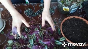 Формировка традесканции в пышный куст сразу. Всходы гейхеры из самосборных семян