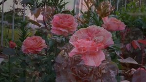 Роза Бельведер / Rosa 'Belvedere' в моём саду