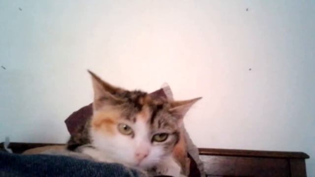 #Catz Space. #Kitten смотреть онлайн