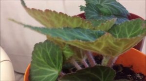 Бегония.  Зацвела бегония.  Выращивание бегонии из семян.