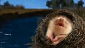 Смешной мультик про ежика