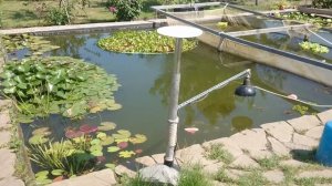 Малёк карпа кои.Кормление арбузом.