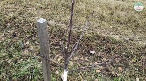 Обрезка яблони 2 года. Обрезка яблони Веретено. Подвой ММ 106 и 54 118. Обрезка яблони весной.