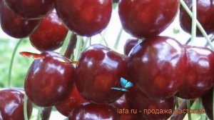 Черешня высокорослая Оленька (olenka) ? черешня Оленька обзор: как сажать саженцы черешни Оленька