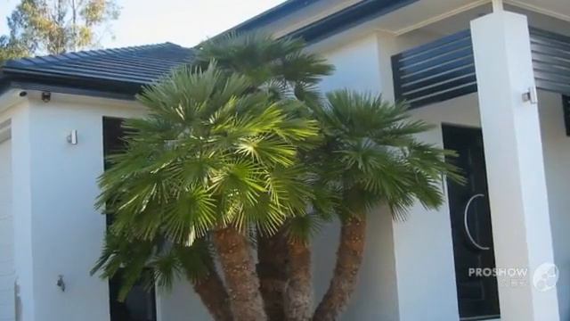 Chamaerops - garden plants
