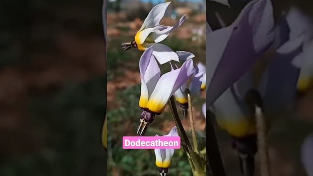 Dodecatheon planta