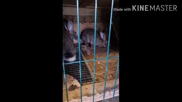 Кролики породы фландера 6-ти месяцев