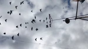 Николаевские голуби таганрог