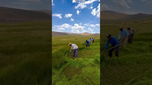 Плато Синек в Арарате, Турция. Местные жители косят траву