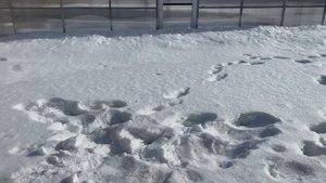 Забиваем фазана от А до Я, как рубить кур домашнюю птицу. Фазан.