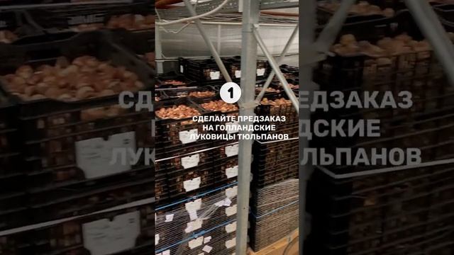 Выгонка тюльпанов к 8 марта #луковичные #выгонкатюльпанов #срезка смотреть онлайн