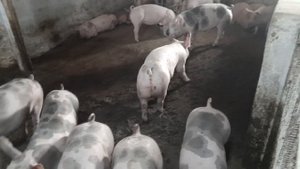 КАК СЭКОНОМИТЬ НА КОРМЕ ДЛЯ СВИНЕЙ?