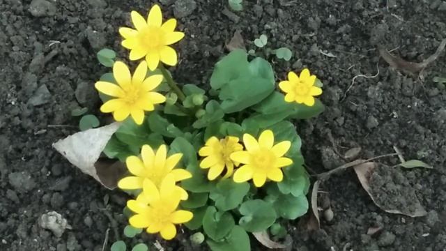 Весенние цветы? смотреть онлайн