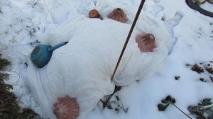 Особенности укрытия Гортензии на зиму в Сибири 3 часть.