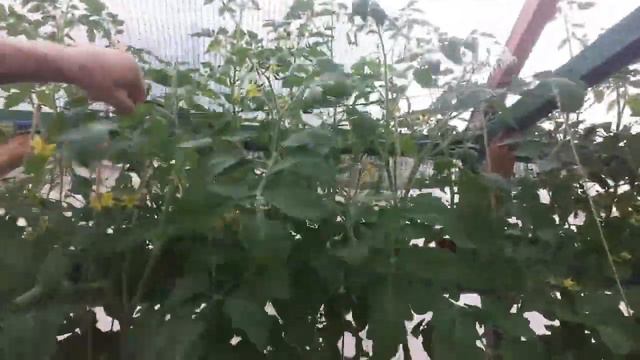 Как опылять растения на гидропонике. Установка NFT 60 посадочных мест смотреть онлайн