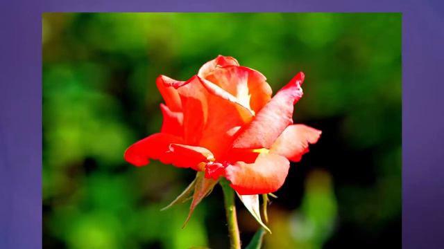 Поздравление милых дам с 8 марта смотреть онлайн