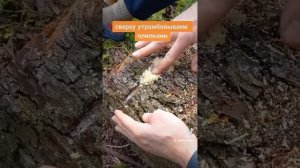 Грибная ферма на огороде. Сажаем грибы в пеньки на участке.
